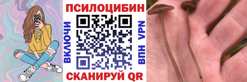 Псилоцибиновые грибы Psilocybe  Кунгур 